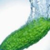 Bitter Melon P.E